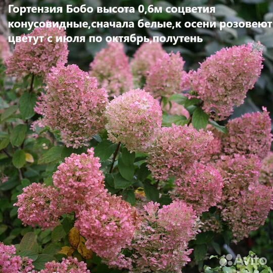 Гортензии различных сортов