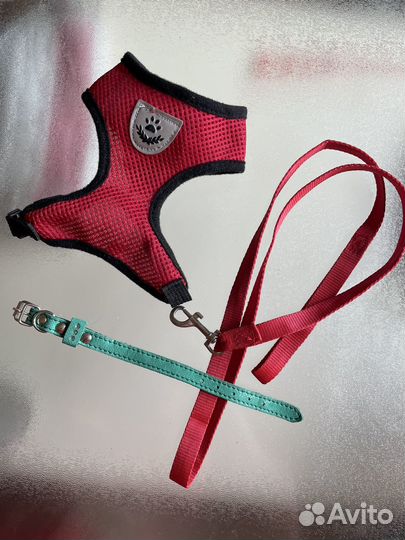 Ошейник для собак чихуахуа