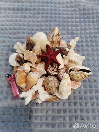 Морской сувенирный набор с ракушками