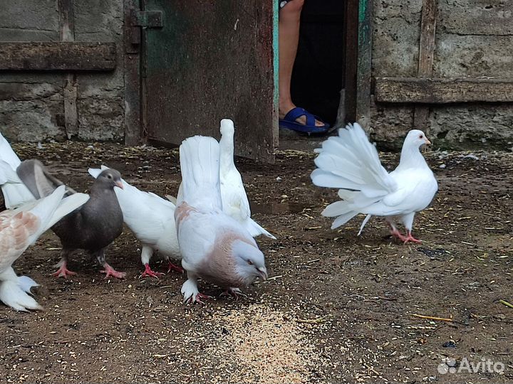 Продажа голубей