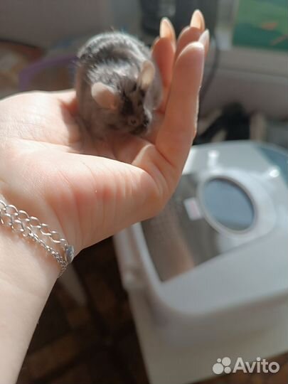 Отдам мышей