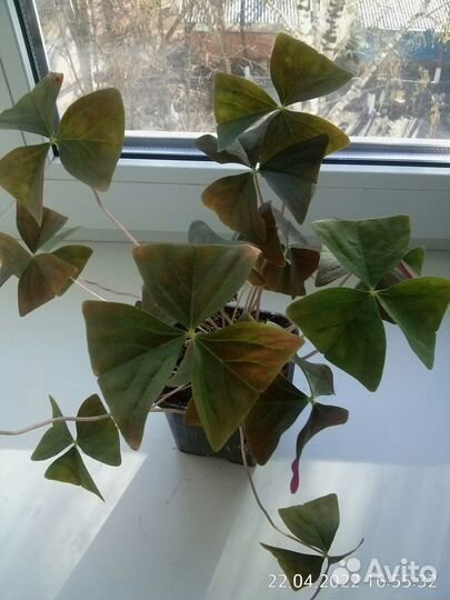 Кислица оксалис