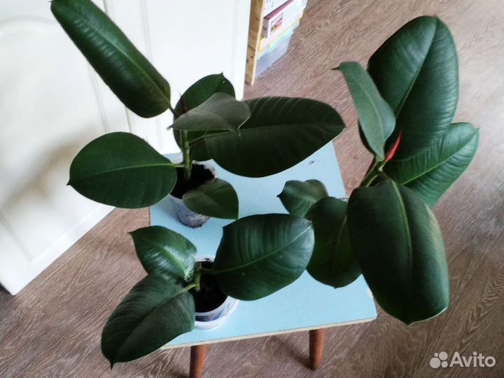 Фикус каучуконосный