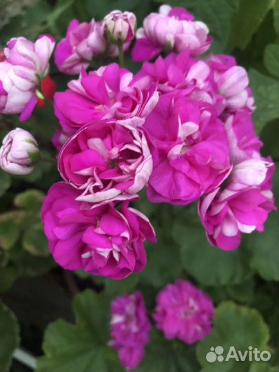 Пеларгония