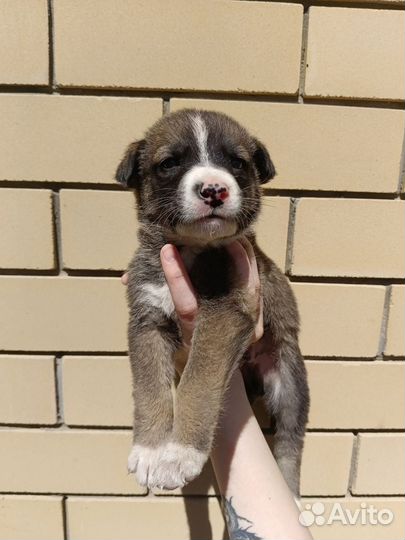 Стаффорд и немка