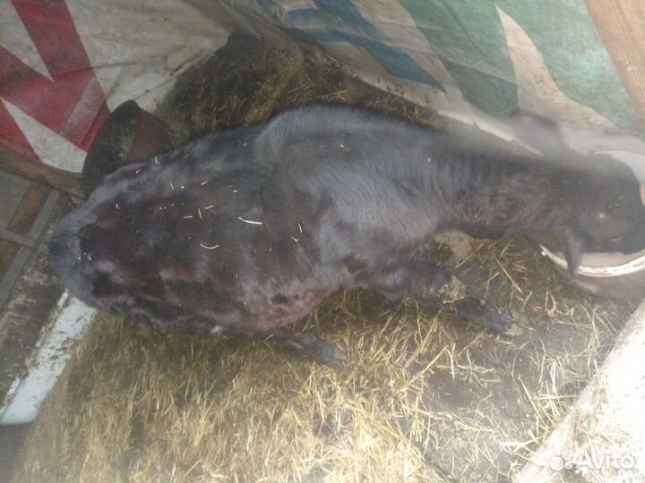 Бычки на откорм и на убой