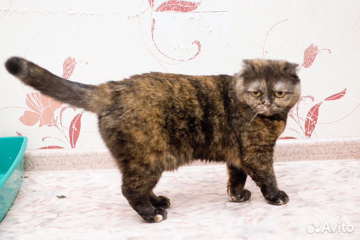 Аристократка)