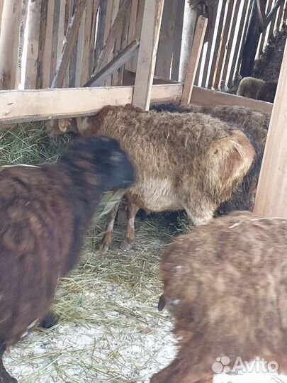 Продается бараны