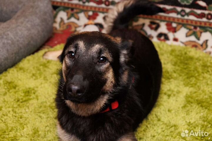 Овчарка маленькая красавица ищет дом