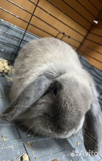 Декоративные кролики вислоухие