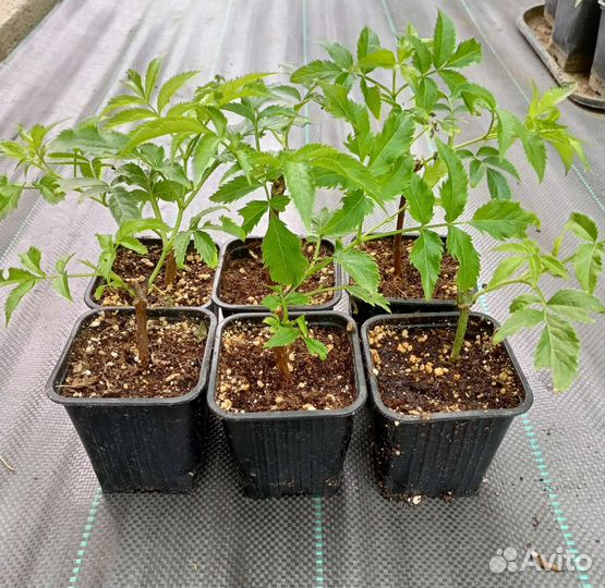 Бузина чёрная Серенада