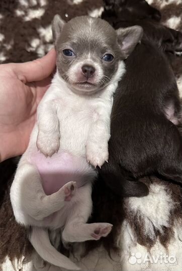 Щенки чихуахуа