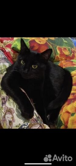 Кошки в добрые руки