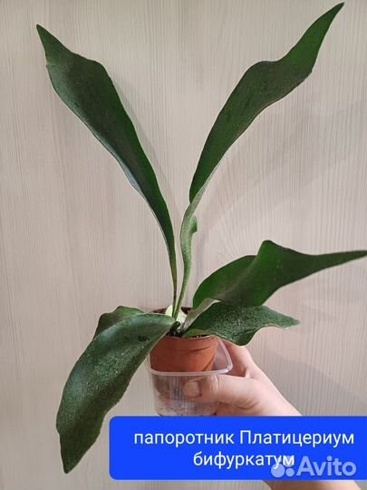 Папоротники