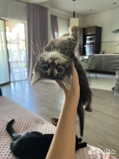 Отдам в хорошие руки котенка