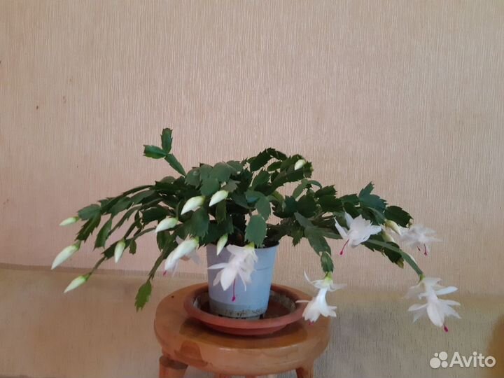 Кливия, гиппеаструм, шлюмбергера