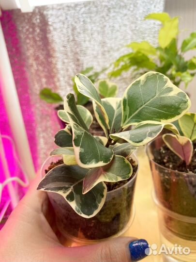 Фикус триангулярис вайт марджин