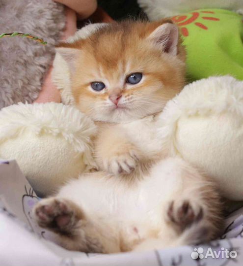 Маленькие котята