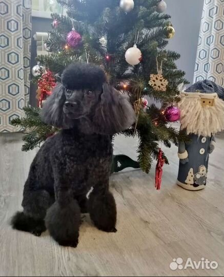 Стрижка собак и кошек, уз чистка зубов