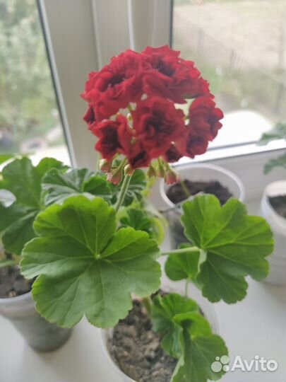 Герань пеларгония плющелистная ампельная