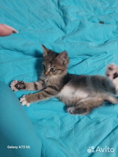 Котёнок в добрые руки