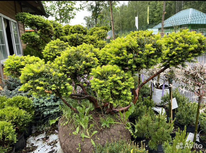 Сосна тисс можжевельник ель бонсай ниваки