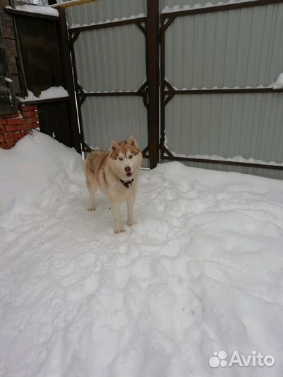 В добрые руки