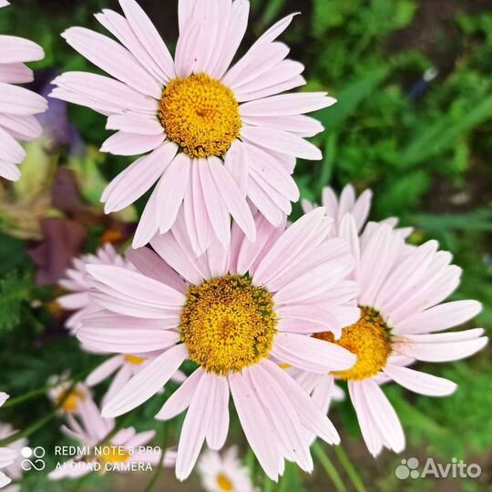 Пиретрум,Ромашка, Колокольчик, Гортензия,Вербейник