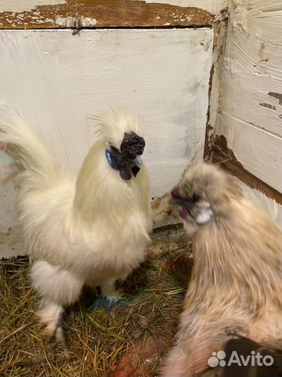 Петух китайский шелковый