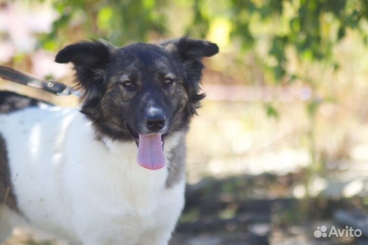 В добрые руки