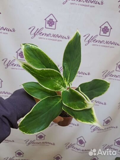 Филодендрон, Хойя, Фикус, сингониум и др