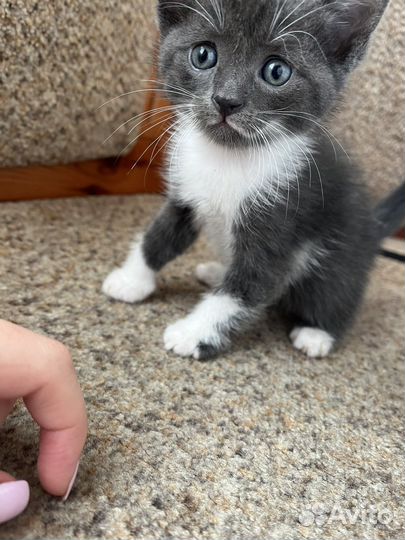 Котик в добрые руки