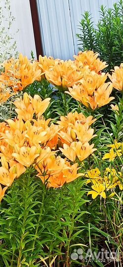 Цветы для посадки в саду