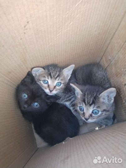 Котята в добрые руки бесплатно пос.Лесной