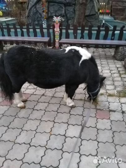 Лошадь