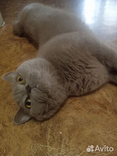 Британский кот