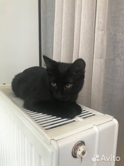 Котёнок мальчик