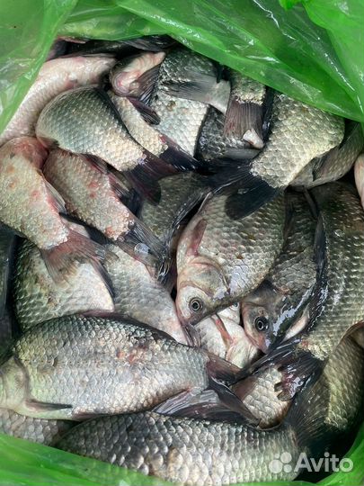 Свежая рыба в Новороссийске