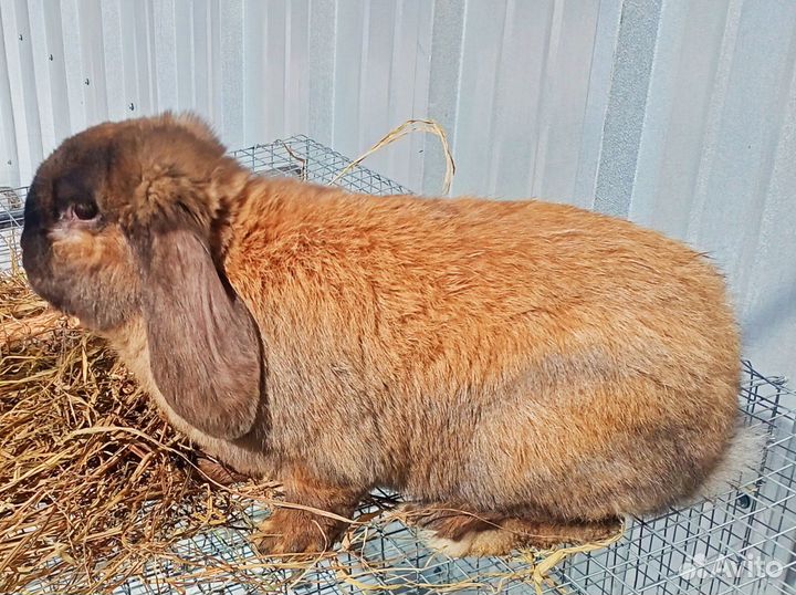 Крол Французский баран