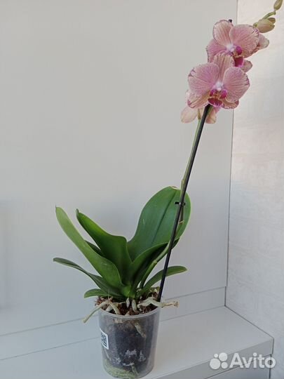 Орхидея фаленопсис
