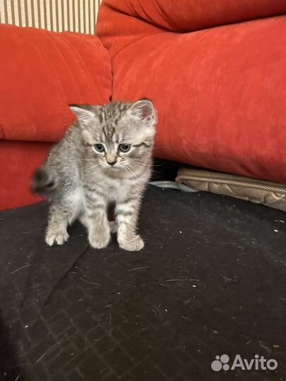 Котенок девочка - игривая непоседа