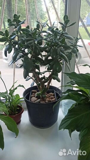 Толстянка, Юкка