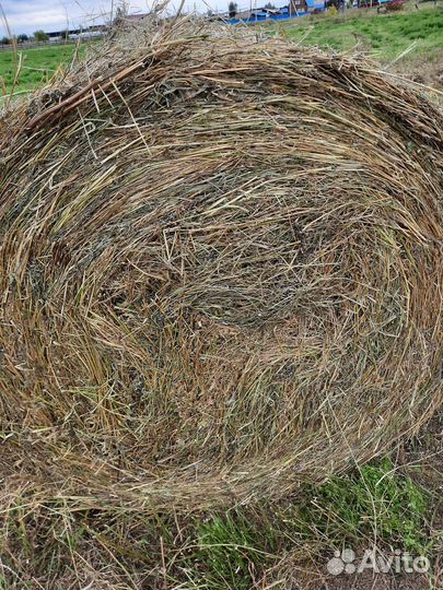 Продам сено люцерна