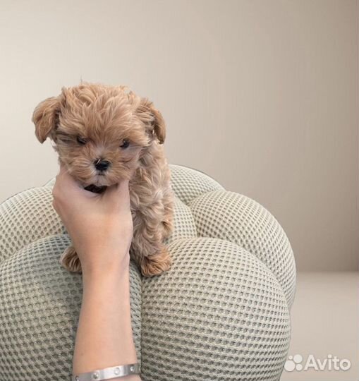 Мальтипу f1 mini