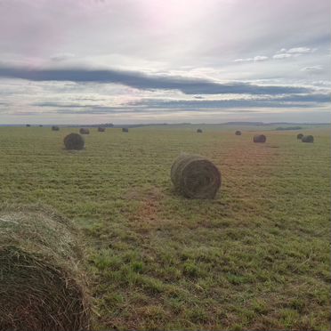 Продам сено в рулонах