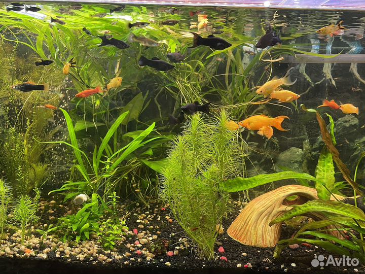 Аквариумные рыбки, растения, улитки