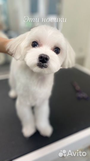 Груминг грумер стрижка собак