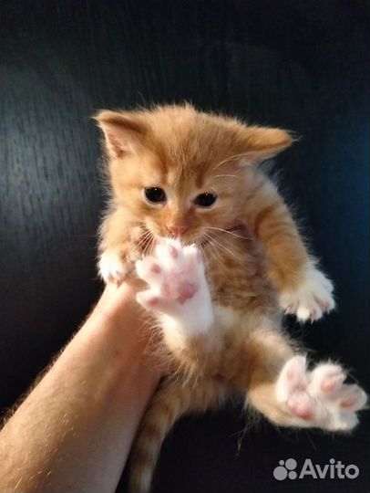 Помесь Бобтейл в добрые руки