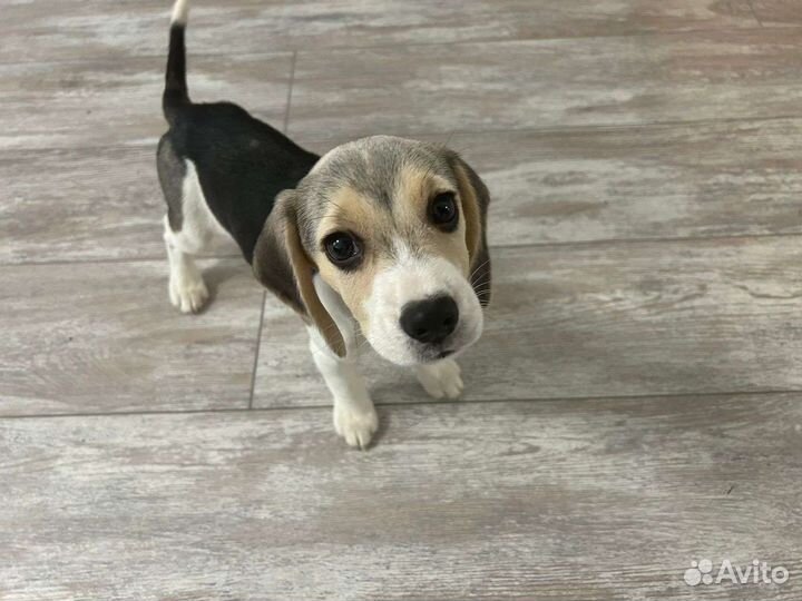 Щенок бигль 3.5 месяца, девочка, очень забавная