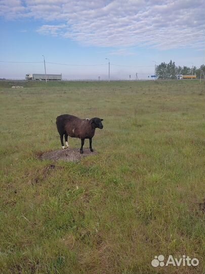 Овцы бараны